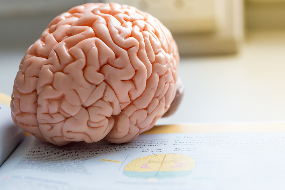 Human brain model for education in laboratory.
