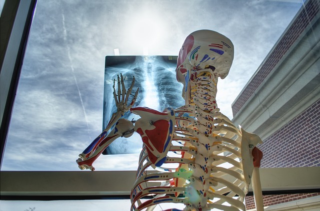 skelton looking at x-ray