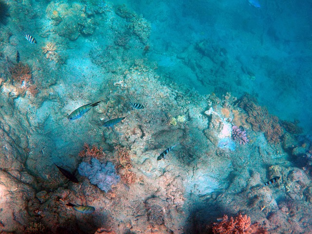 deep sea