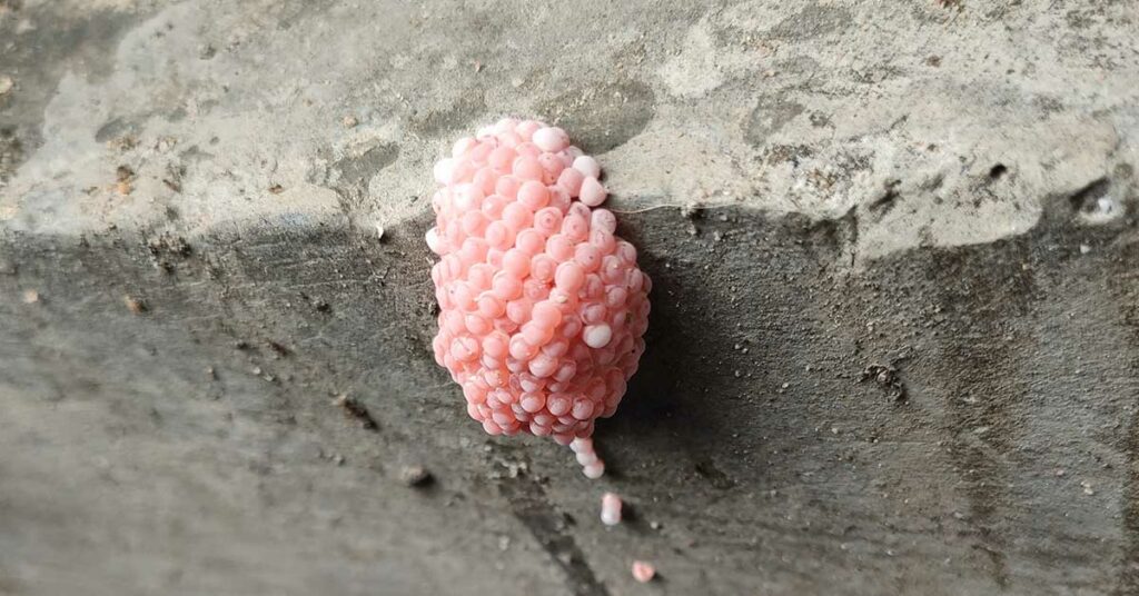 Be Aware If You Spot These Little Pink Eggs, It Could Be a Bad Sign For Your Home - Featured image