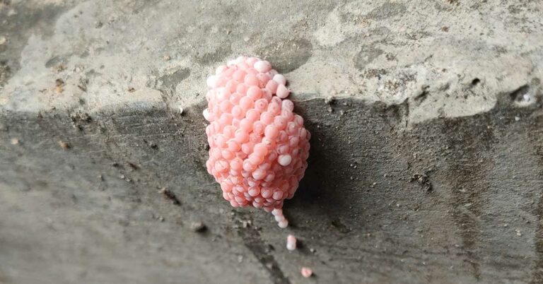 Be Aware If You Spot These Little Pink Eggs, It Could Be a Bad Sign For Your Home - Featured image