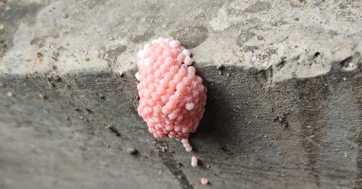 Be Aware If You Spot These Little Pink Eggs, It Could Be a Bad Sign For Your Home