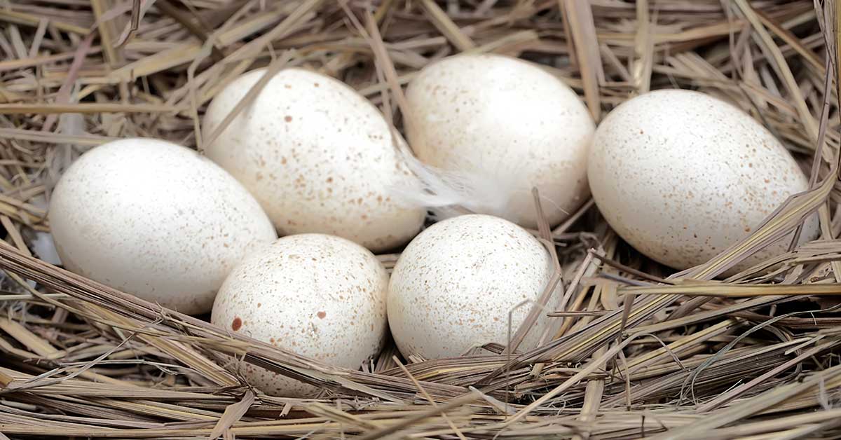 Why Don’t We Eat Turkey Eggs?