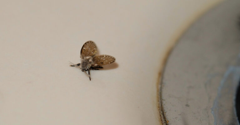 Mysterious Creatures Prompt Urgent Warning for Some UK Homeowners: Pour Boiling Water Down Drains - Featured image