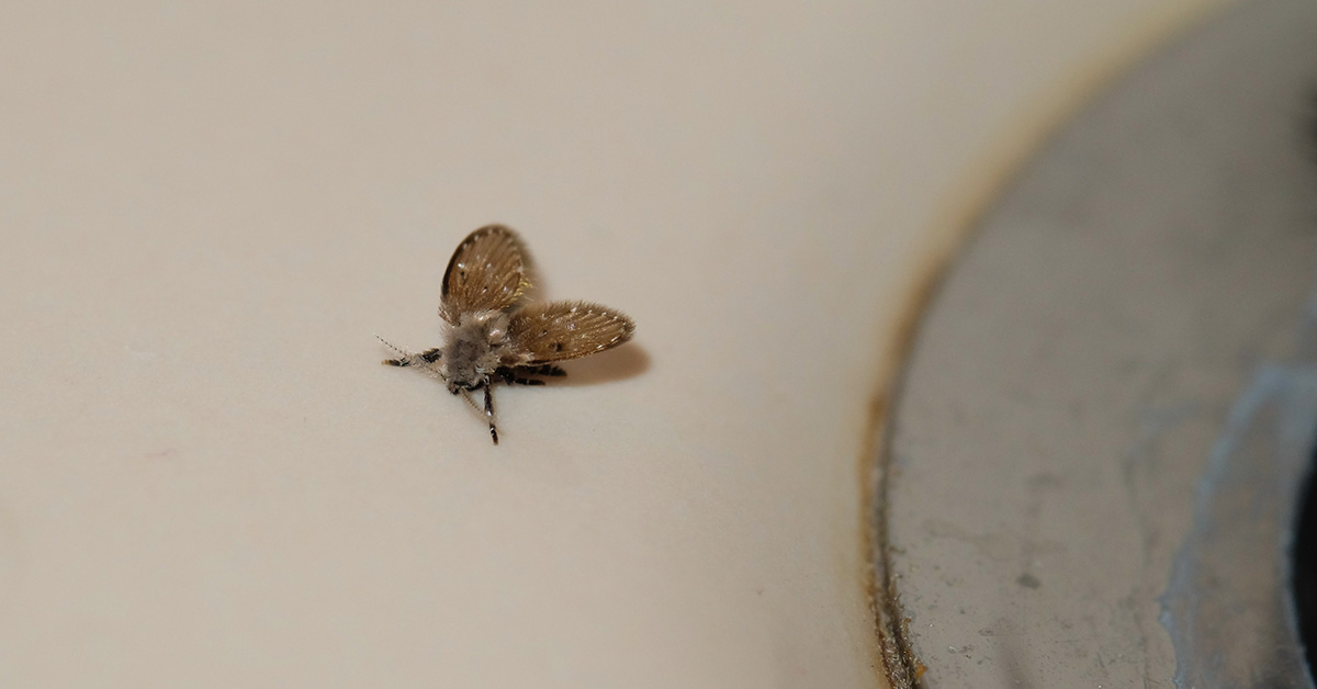 Mysterious Creatures Prompt Urgent Warning for Some UK Homeowners: Pour Boiling Water Down Drains