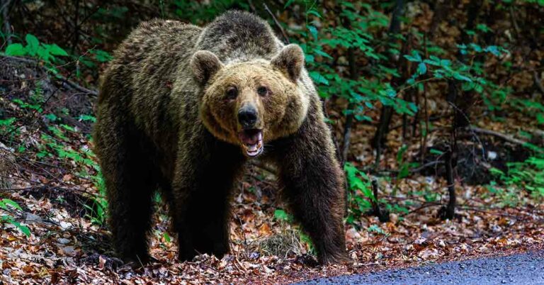 Chilling Last Words of Man Before Bear Attack That Killed Him and His Girlfriend - Featured image