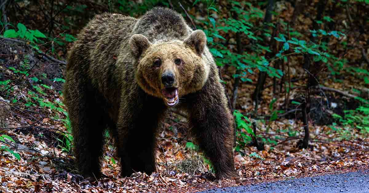 Chilling Last Words of Man Before Bear Attack That Killed Him and His Girlfriend