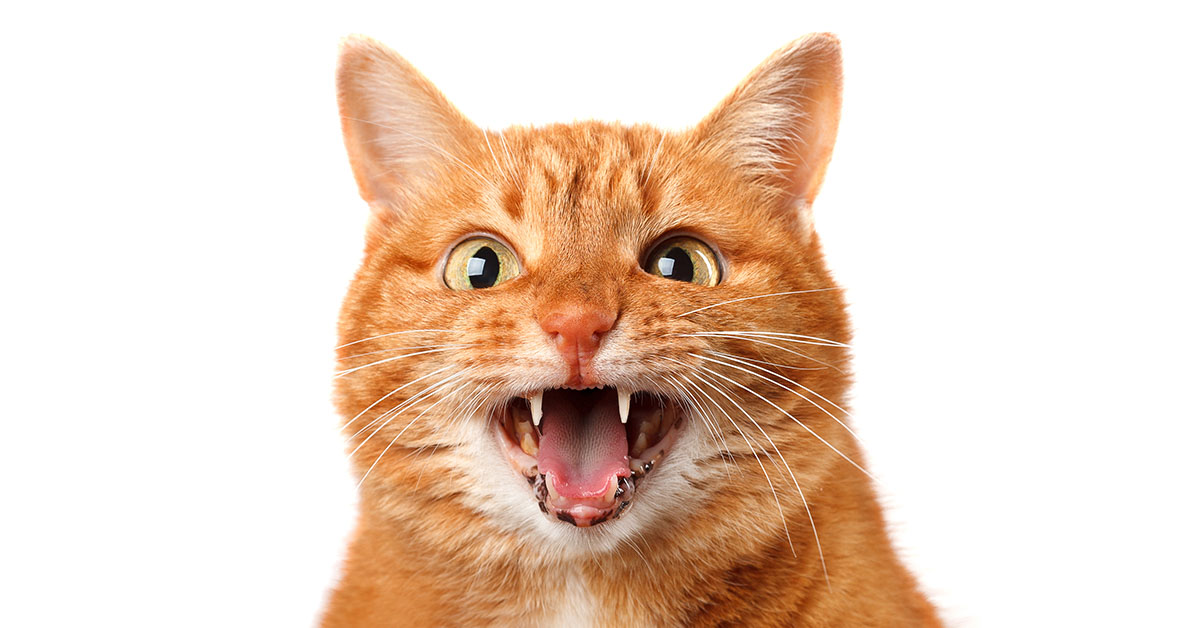 Pet Cat Fatally Scratches Man in Unbelievable Tragedy