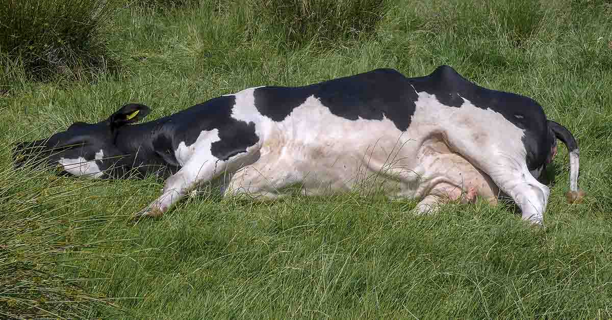 Farmer Discovers Dead Cows In One Big Pile After Finding Pasture Empty