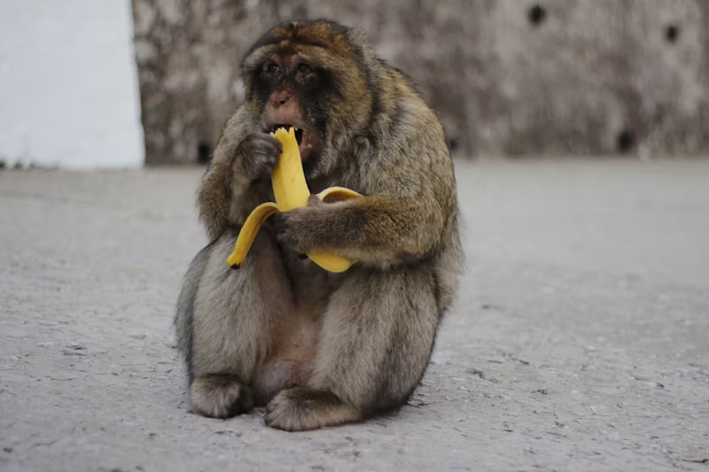 monkey eating a banana