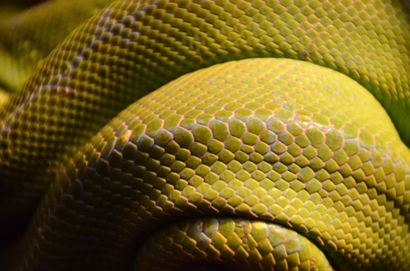 pale-yellow snake skin