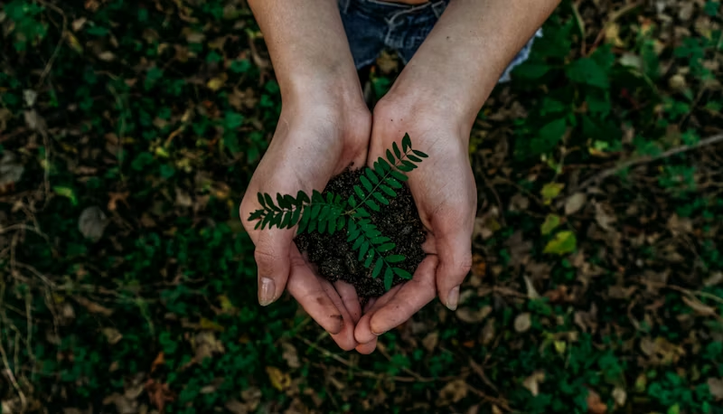 a growing plant in two hands
