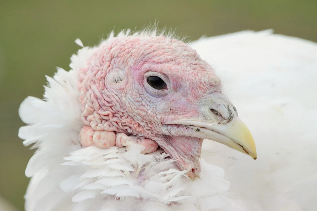 a juvenile turkey