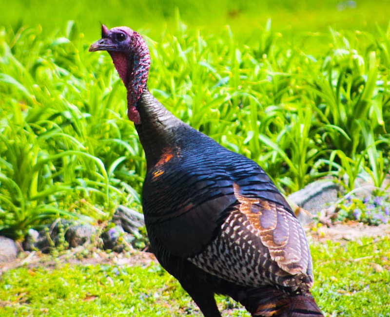 a turkey walking around