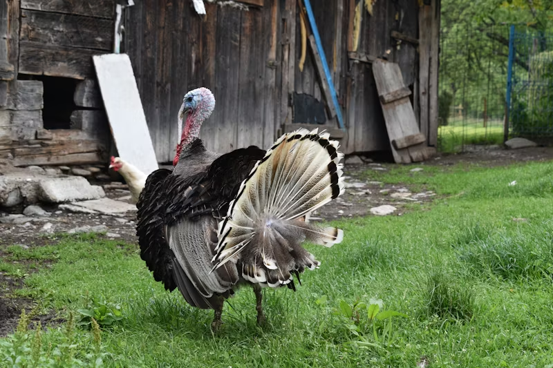 Turkeys and chickens beside a coop