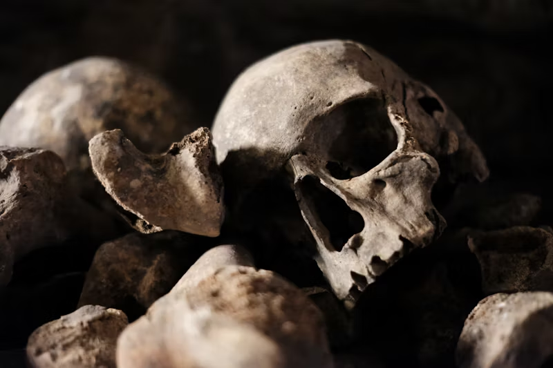 a close up of human skulls