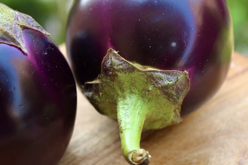 close up eggplants