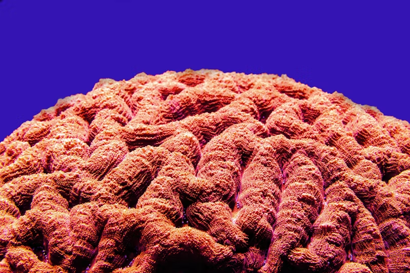 a reel that looks like a human brain