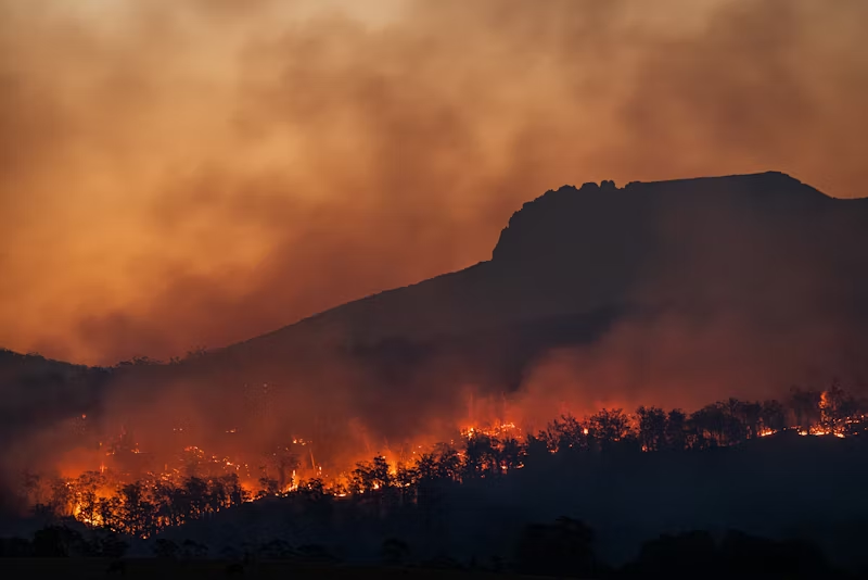 forest on fire