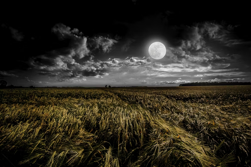 a field of fresh grass at night