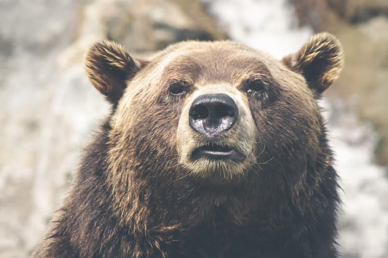 Close up of a Grizzly bear