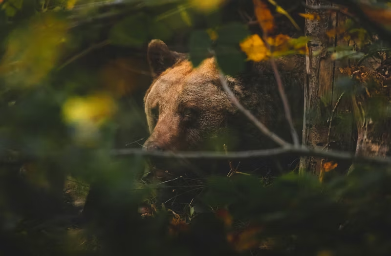 a sneaky Grizzly bear