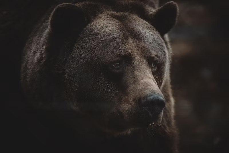 A Grizzly bear