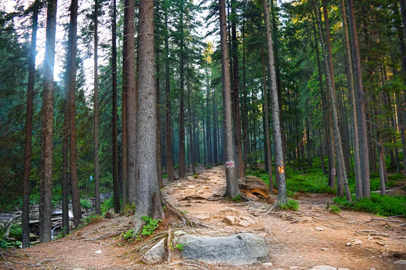 some empty trails in the woods