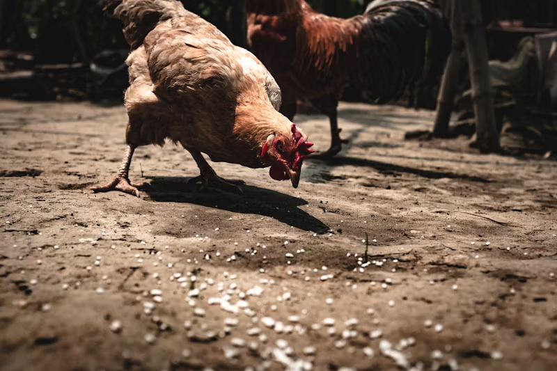 a chicken pecking at feed