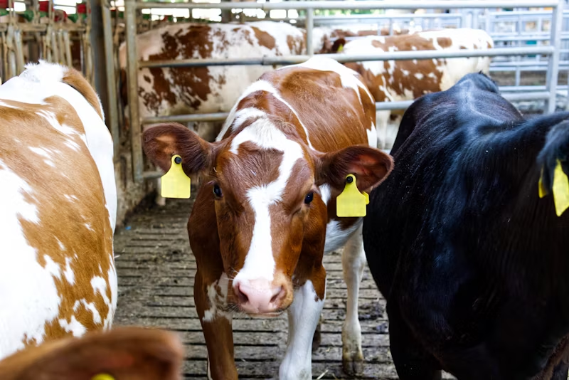 a dairy cow in a pen