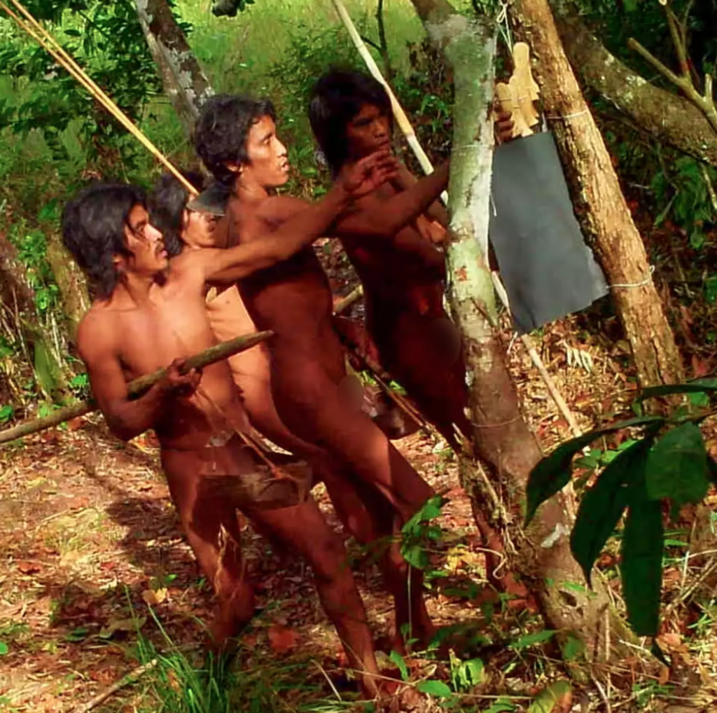 The Massaco community hunt with long bows 