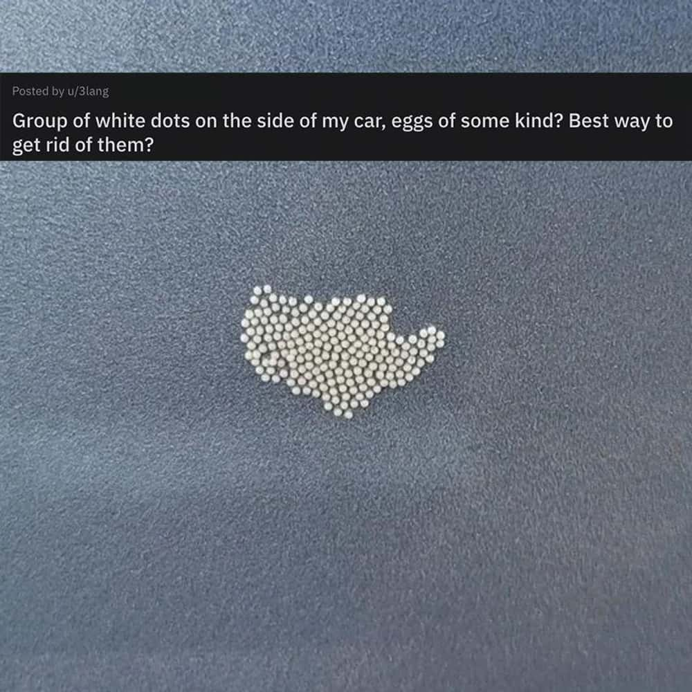 White dots on car surface