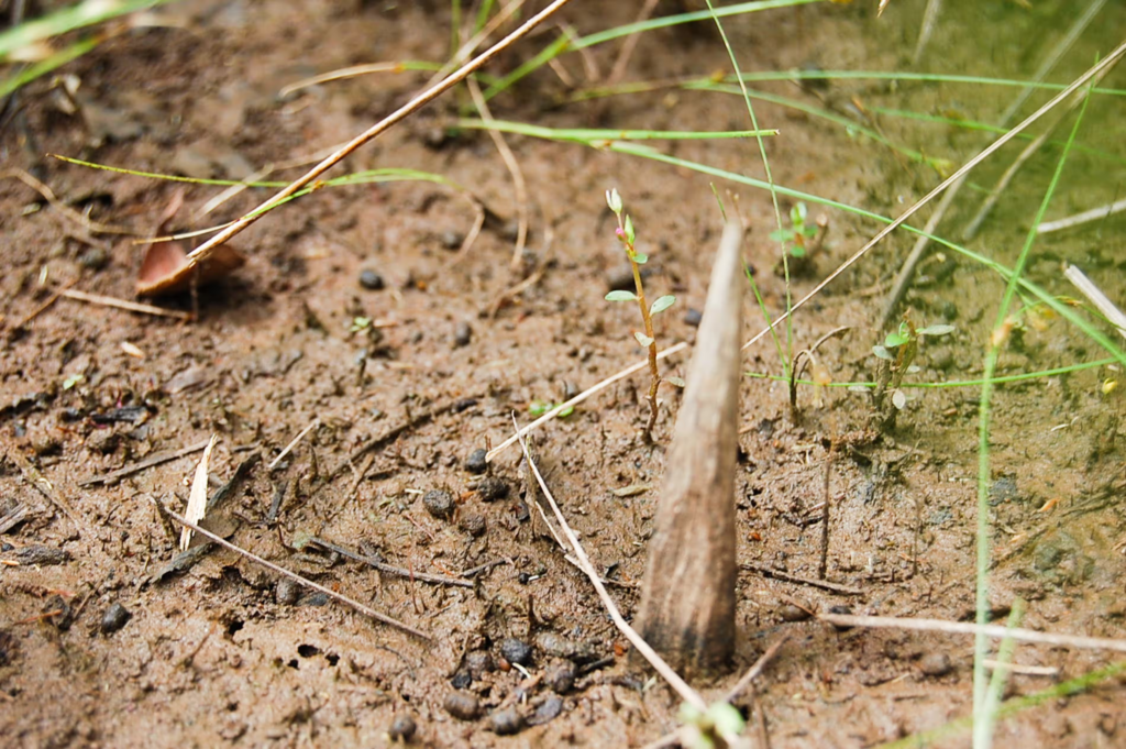 Massacos use camouflaged foot and tyre-piercing solid wood spikes to deter strangers. 
