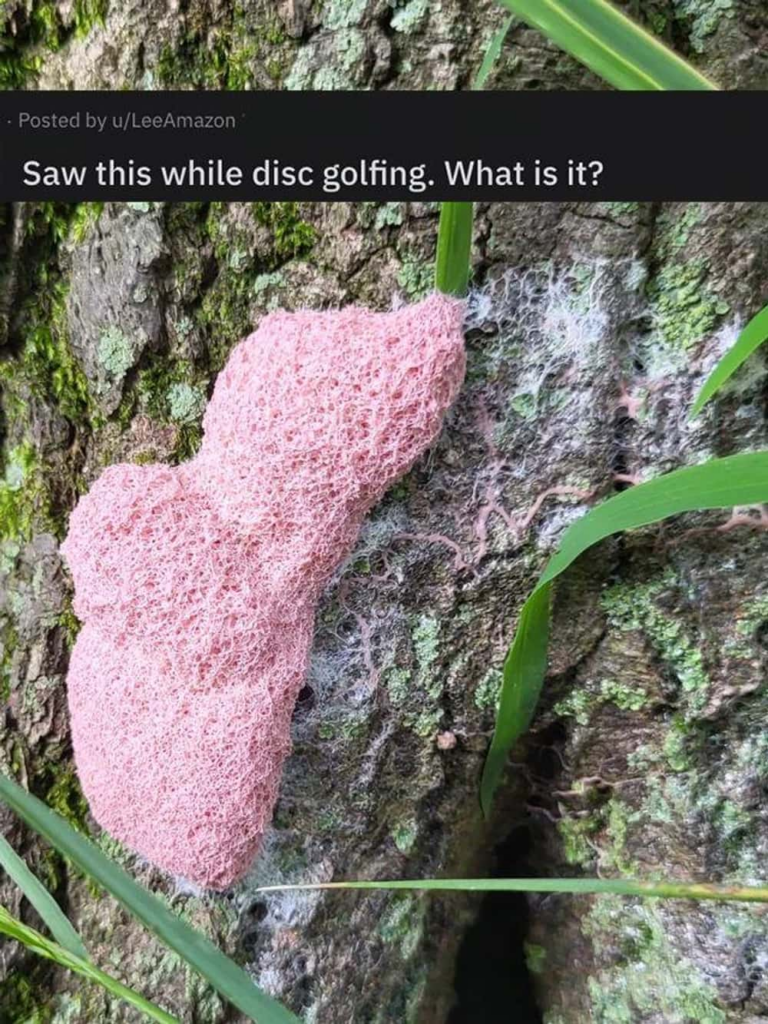 Pink object found on a golf course