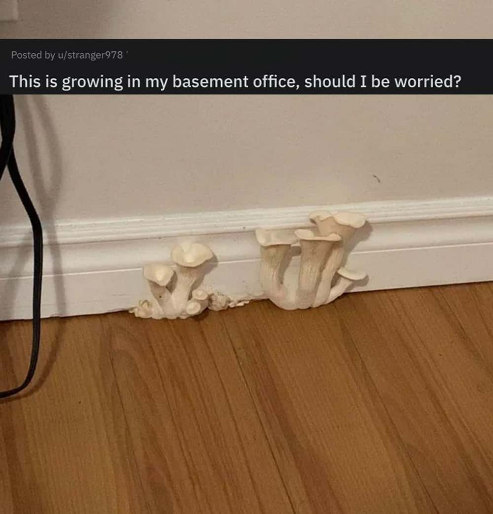 Mushrooms inside an office