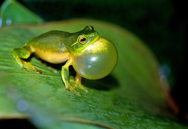 a frog inflating its throat