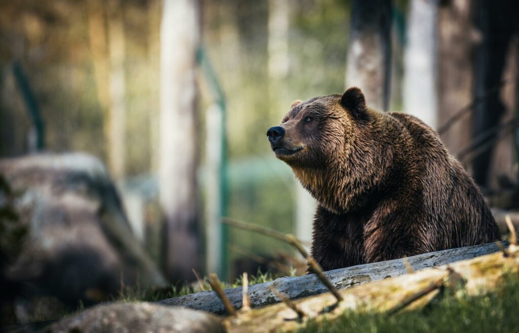 bear