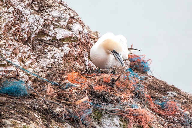 microplastic pollution