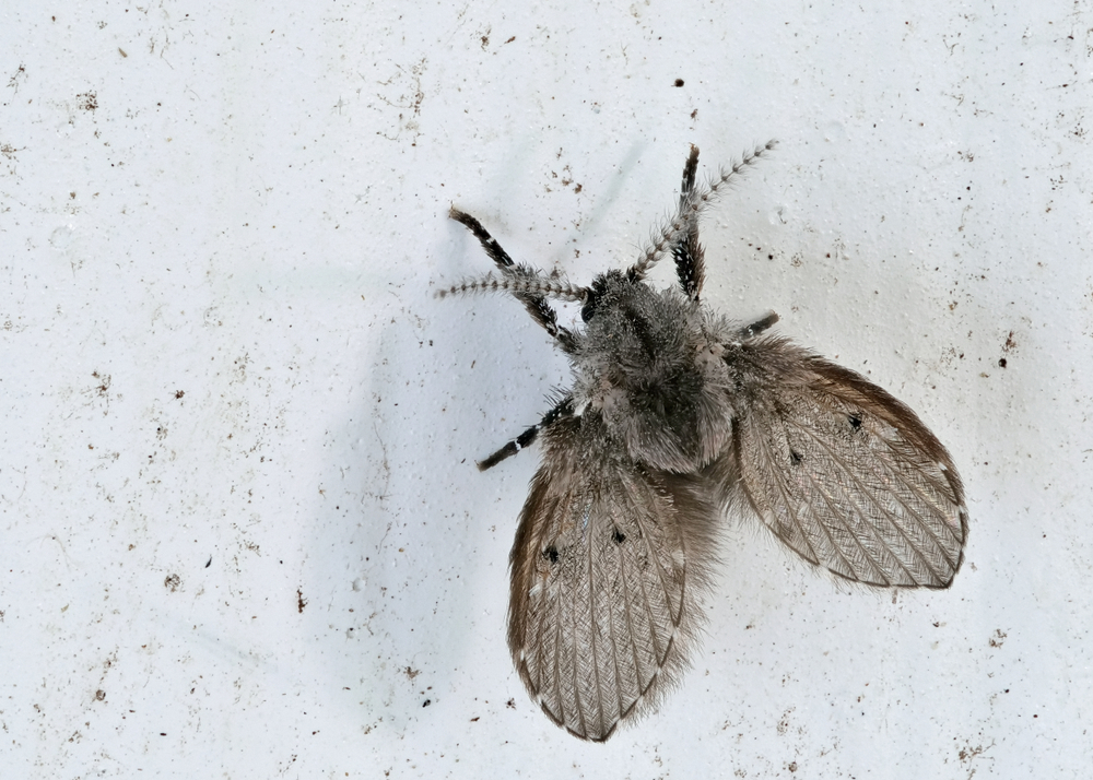 the drain fly Clogmia albipunctata, is a bug and pest
