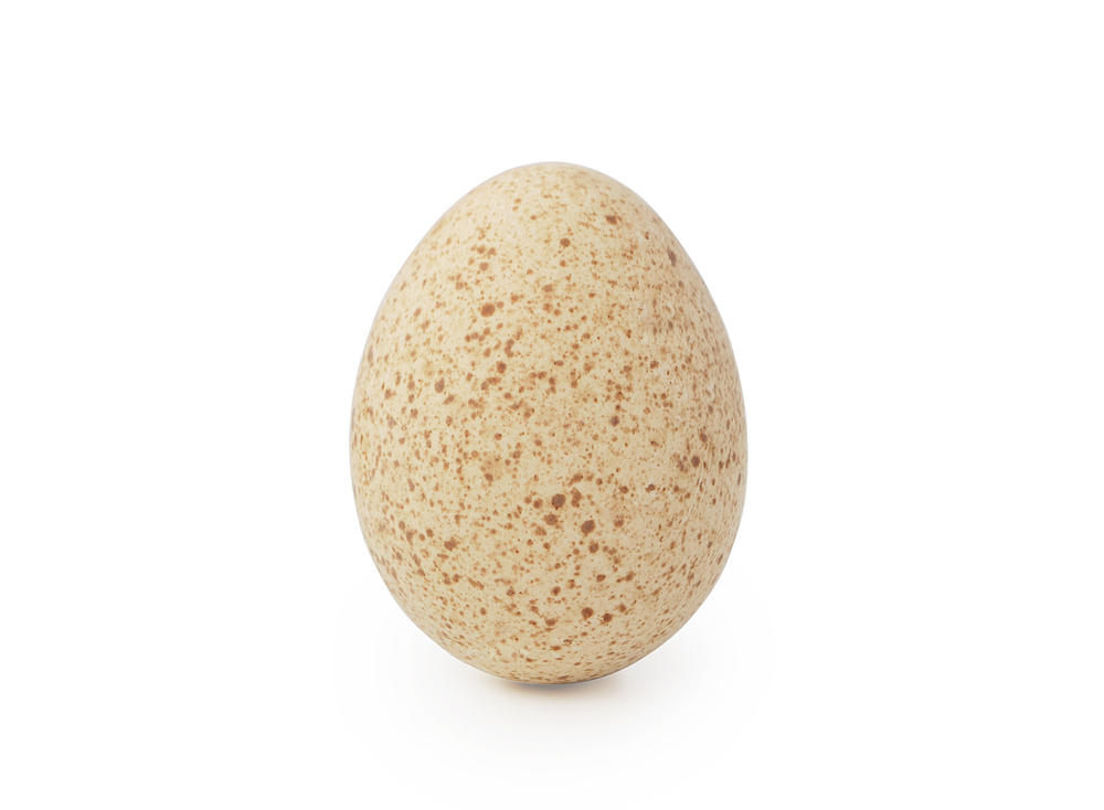 Turkey egg isolated on white background