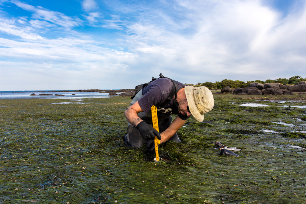 Scientist collecting a sediment core to asses carbon sequestration rates in the sediment of a tidal seagrass bed.
