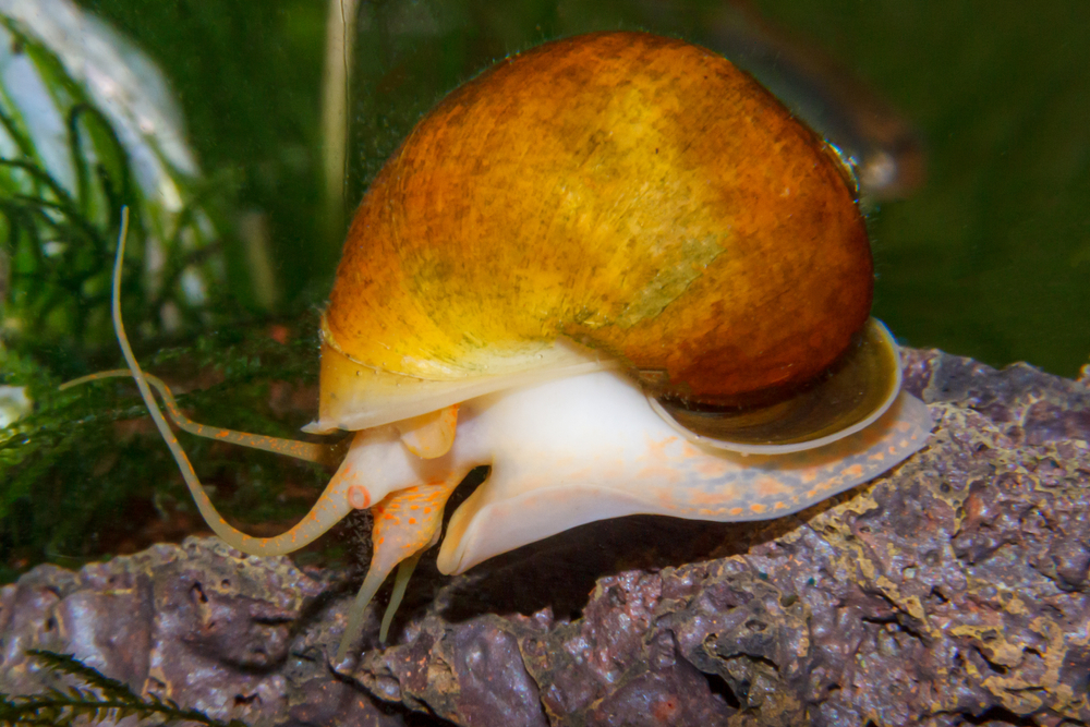 An apple snail crawling over lava rock in an aquarium