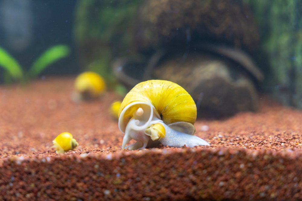 apple snail "Pomacea canaliculata" in the aquarium