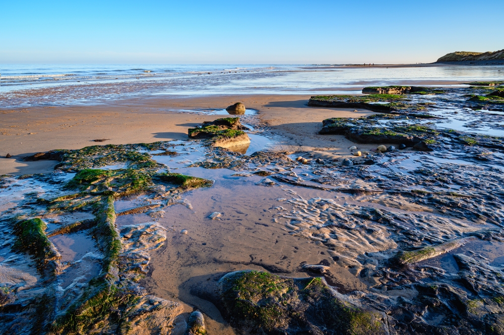 Ancient Forest Floor on Low Hauxley Beach. Ancient tree stumps and logs lie in Low Hauxley Beach near Amble, Northumberland, believed to be part of Doggerland and a 7000 year old forest

