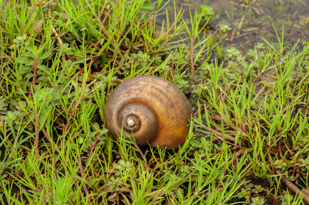 Apple snail in lake Asia