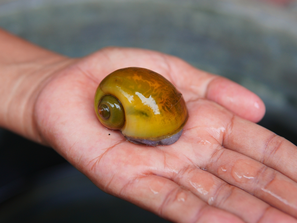 someone's hand holding a freshwater snail called Pomacea bridgesii or ( the spike-topped apple snail, mystery snail, keong mas, keong sawah)