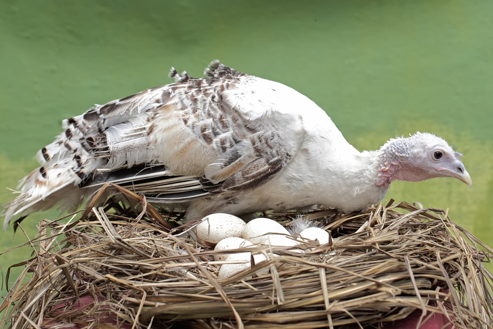 An adult female turkey is ready to incubate her eggs in the nest. This bird has the scientific name Meleagris gallopavo.