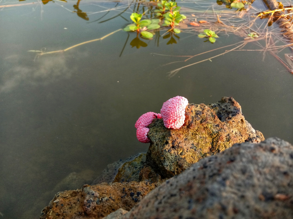 Golden Apple Snail Eggs Snail Eggs Pink on The Lake