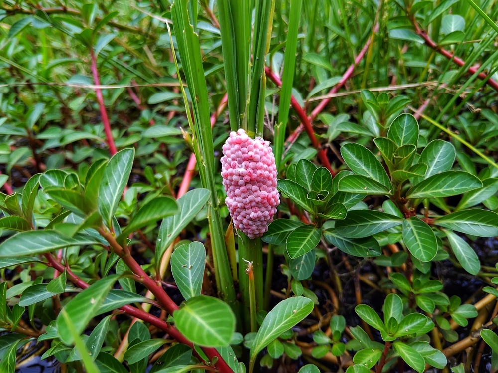 Snail eggs are the eggs laid by the Florida apple snail, a large freshwater snail native to South America.