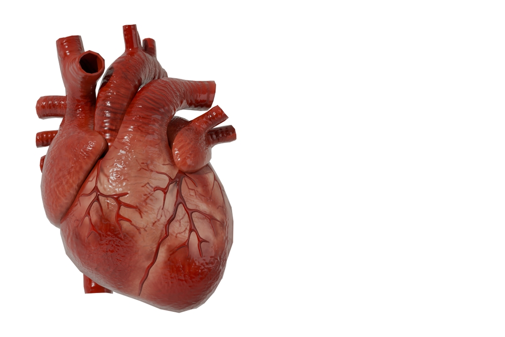 human heart anatomy high resolution